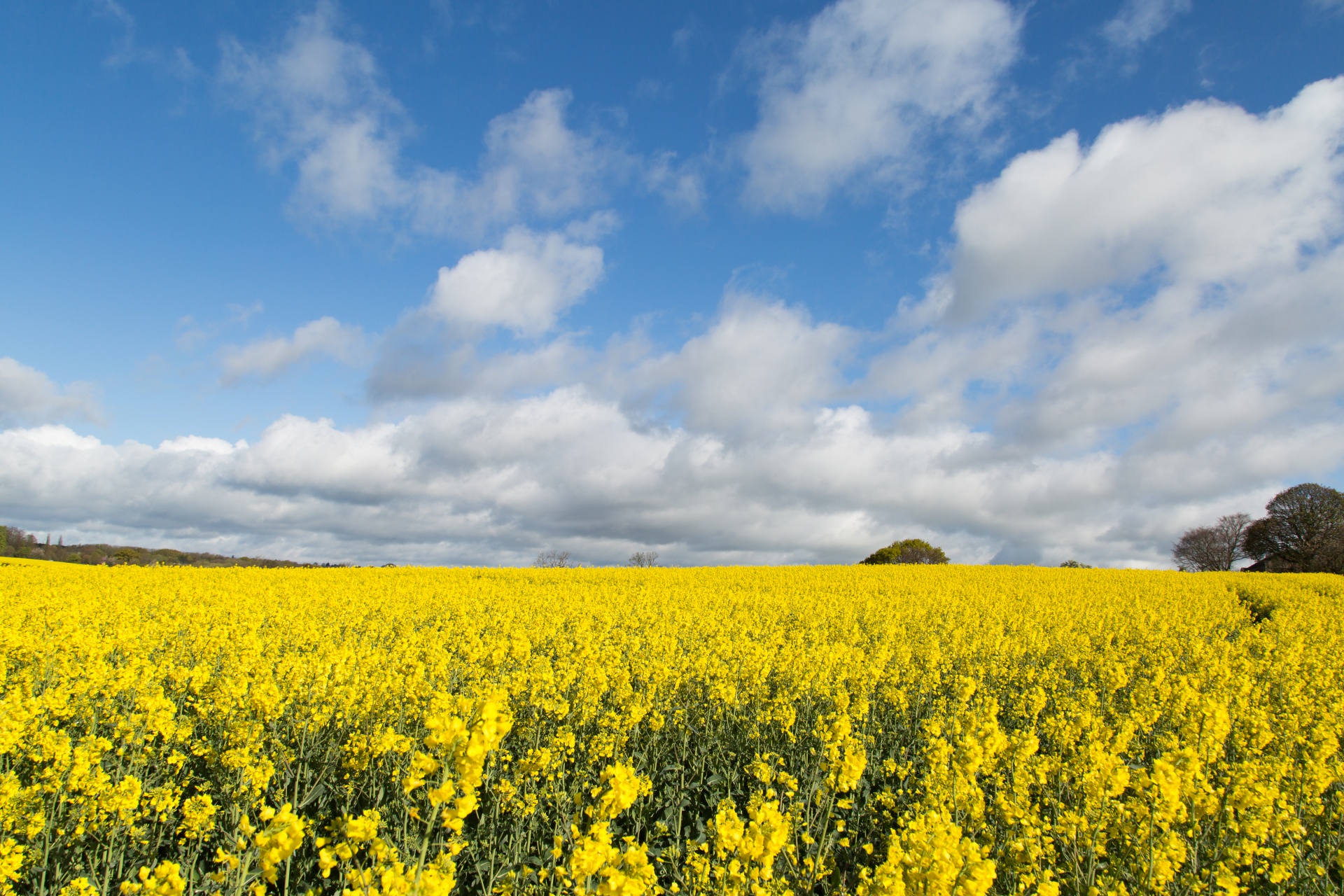 Canola Plant