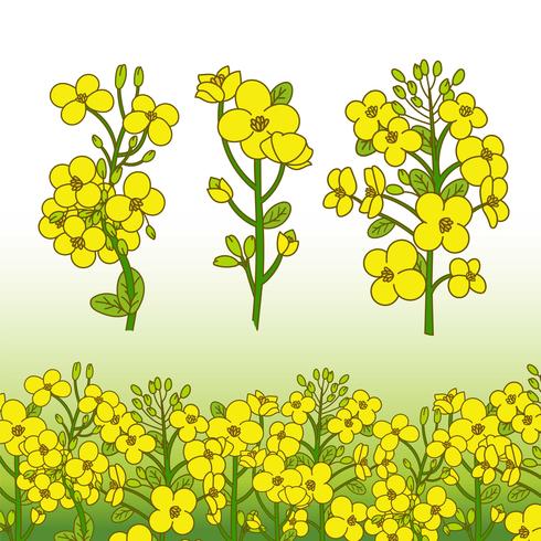 Canola Flower Illustration