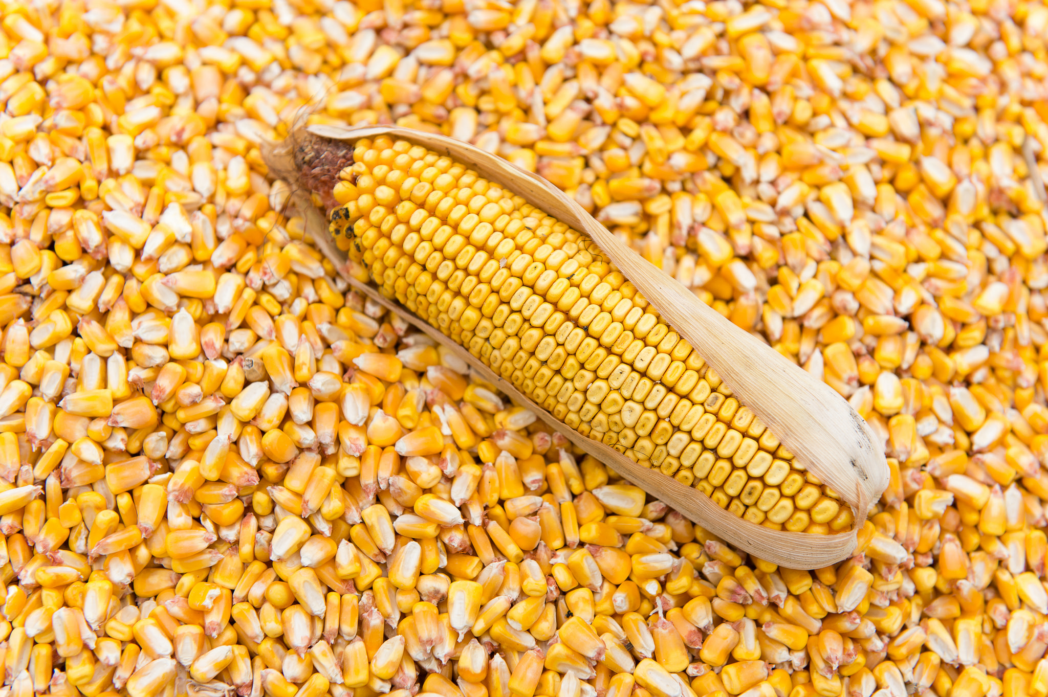 Corn Field