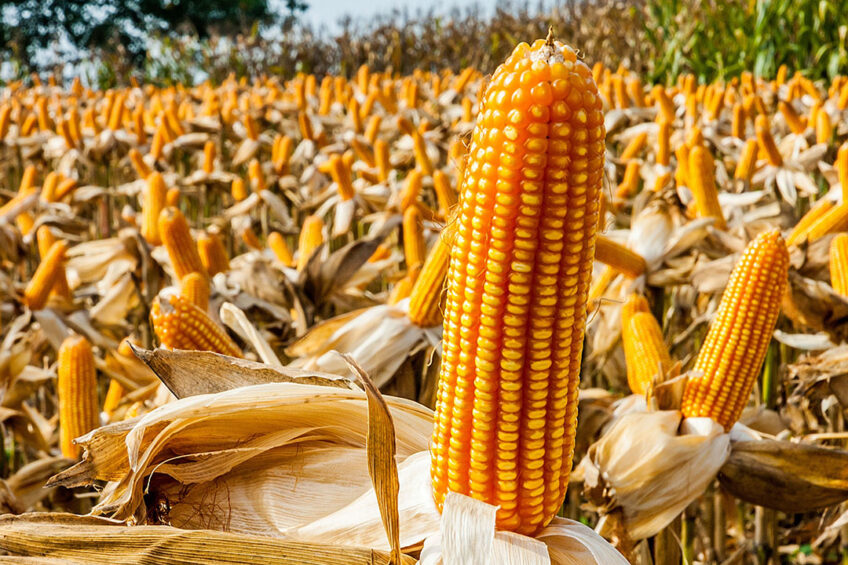 Corn Cob