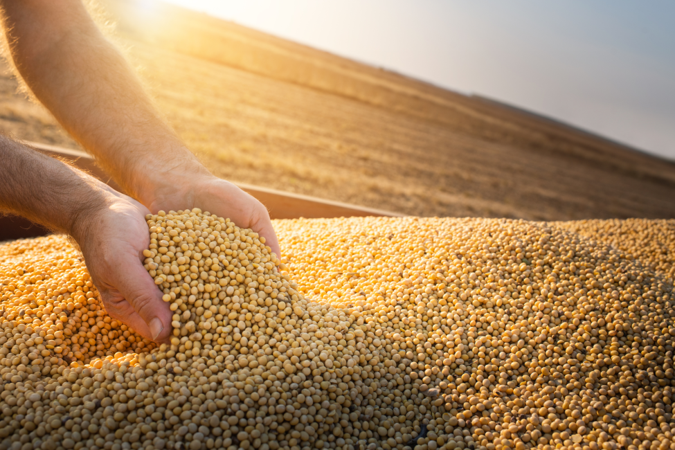 Soybeans in hand