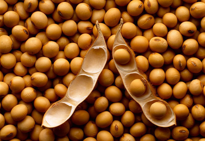 Soya Beans