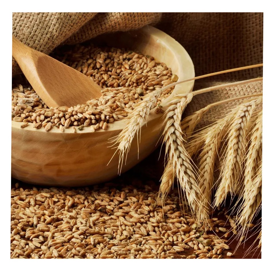 Close up of wheat